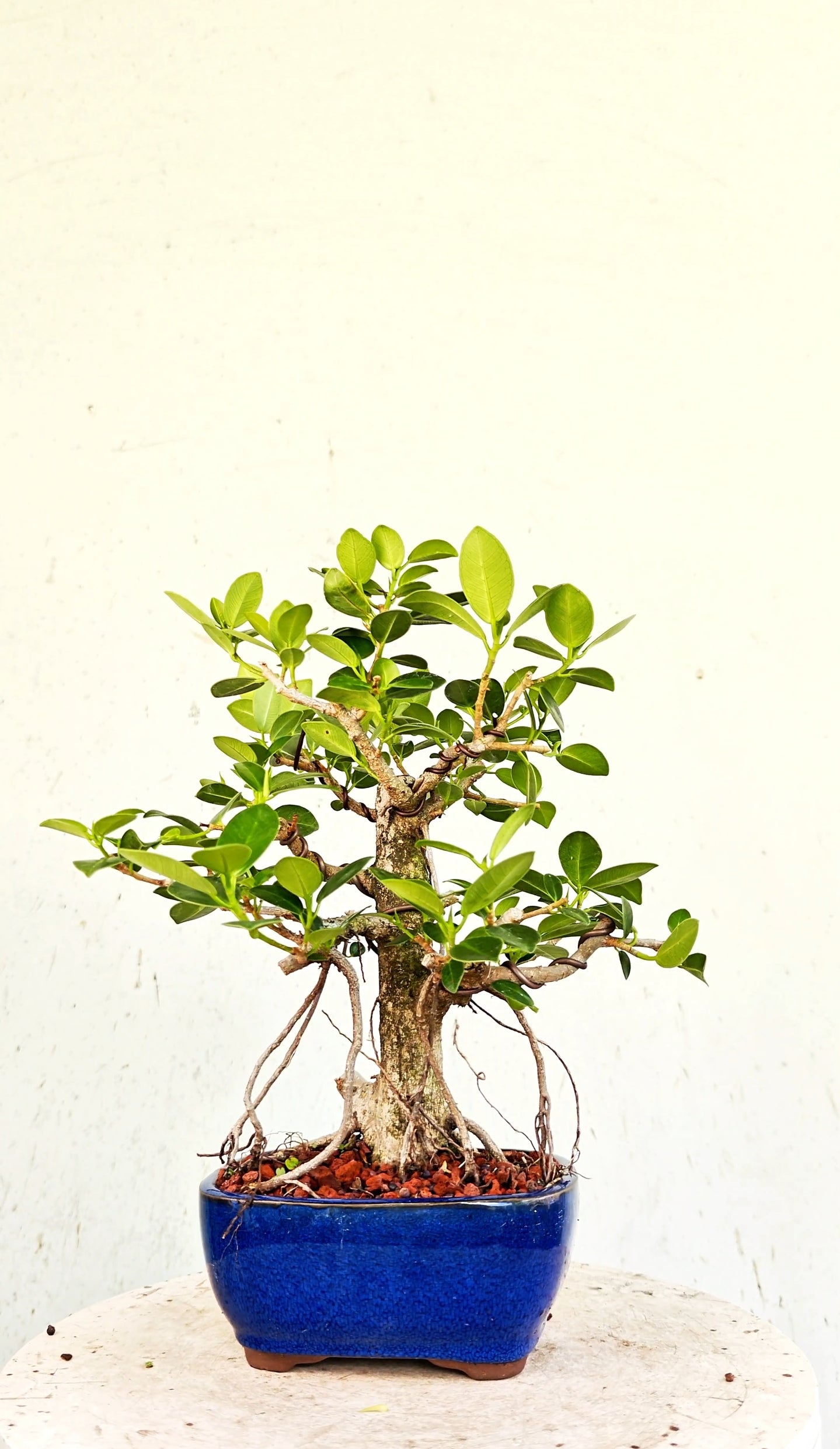 Green Island Ficus - 6 inch Glazed Rectangle