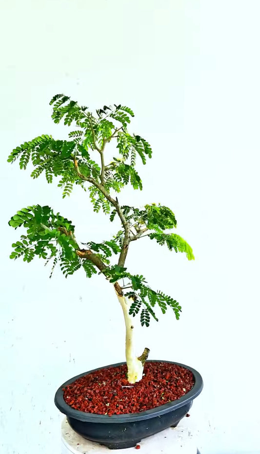 Thornless Flowering Brazilian Rain Tree - 15 Inch Plastic Bonsai Pot