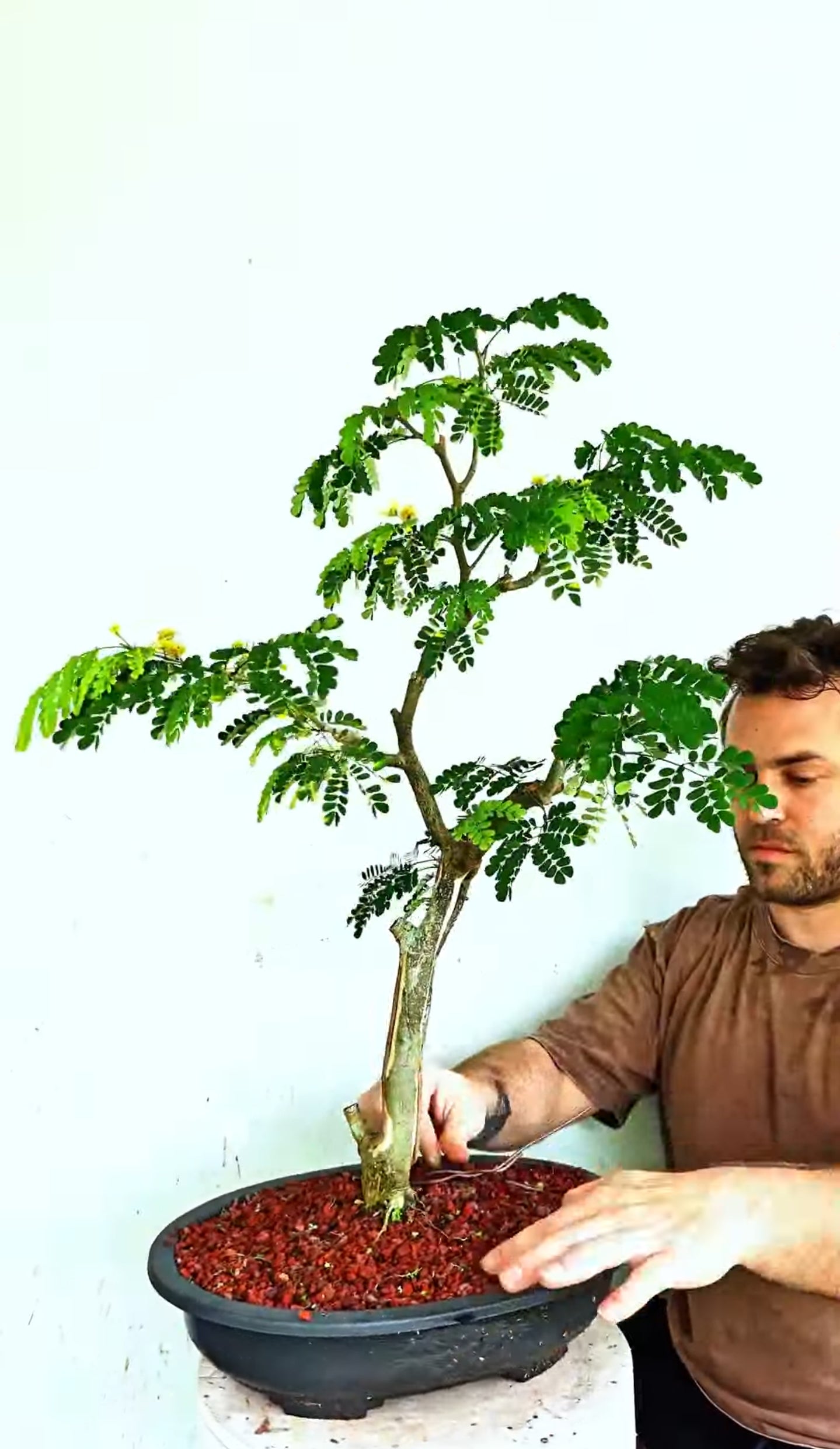 Thornless Flowering Brazilian Rain Tree - 15 Inch Plastic Bonsai Pot