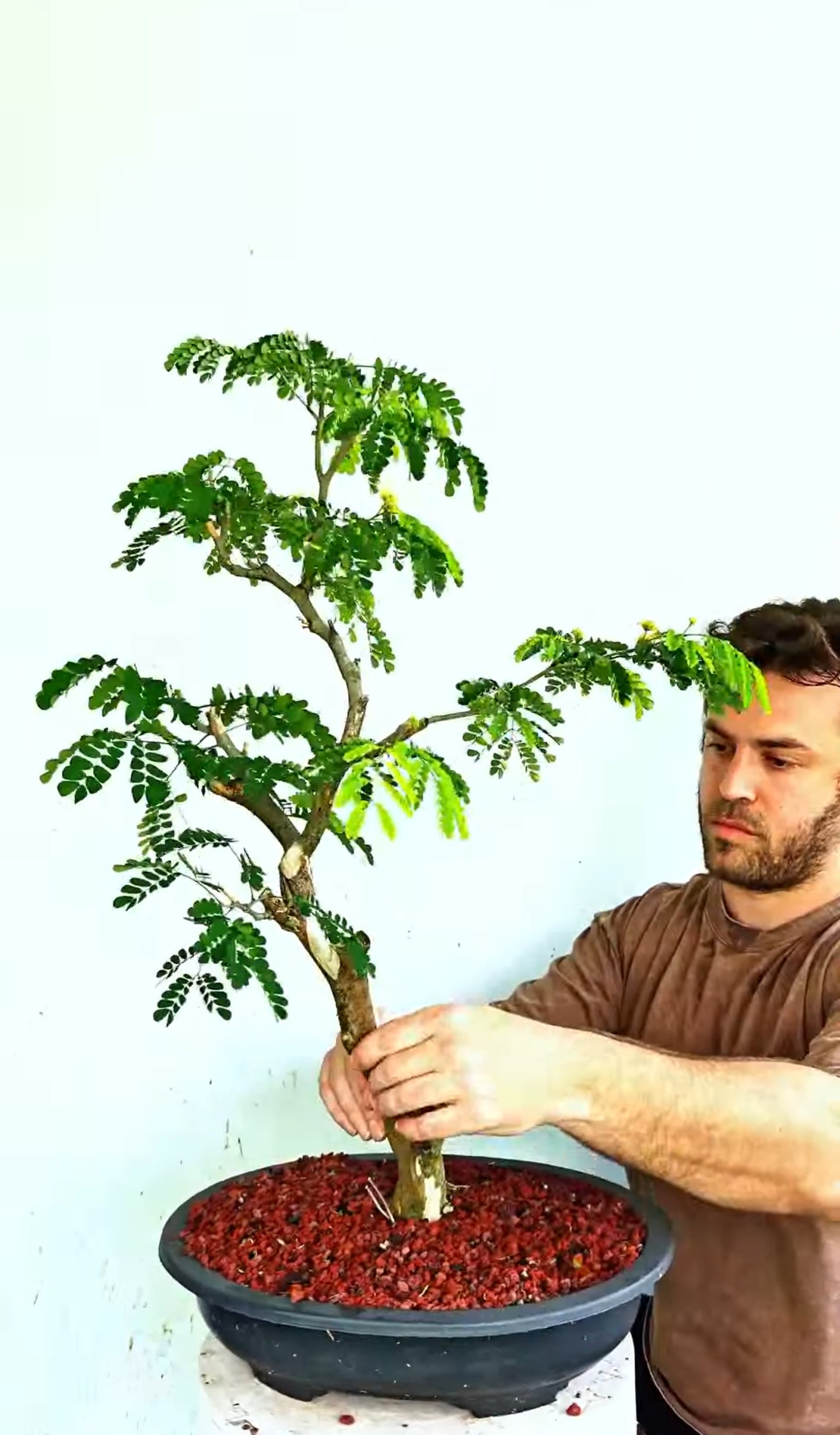 Thornless Flowering Brazilian Rain Tree - 15 Inch Plastic Bonsai Pot