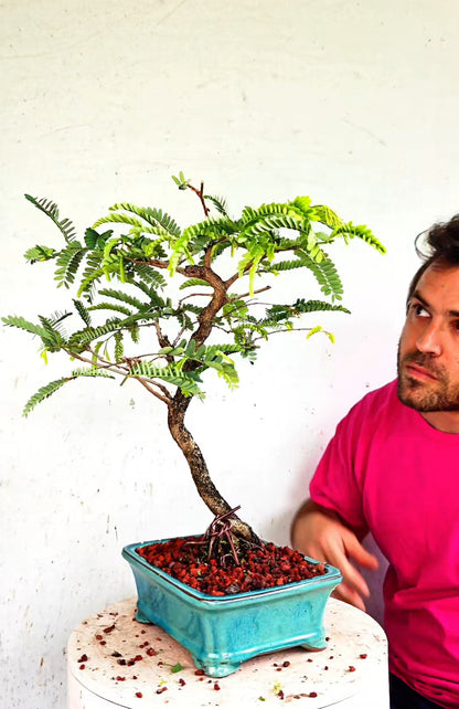Tamarind Specimen Bonsai - 8 Inch Glazed Bonsai Pot
