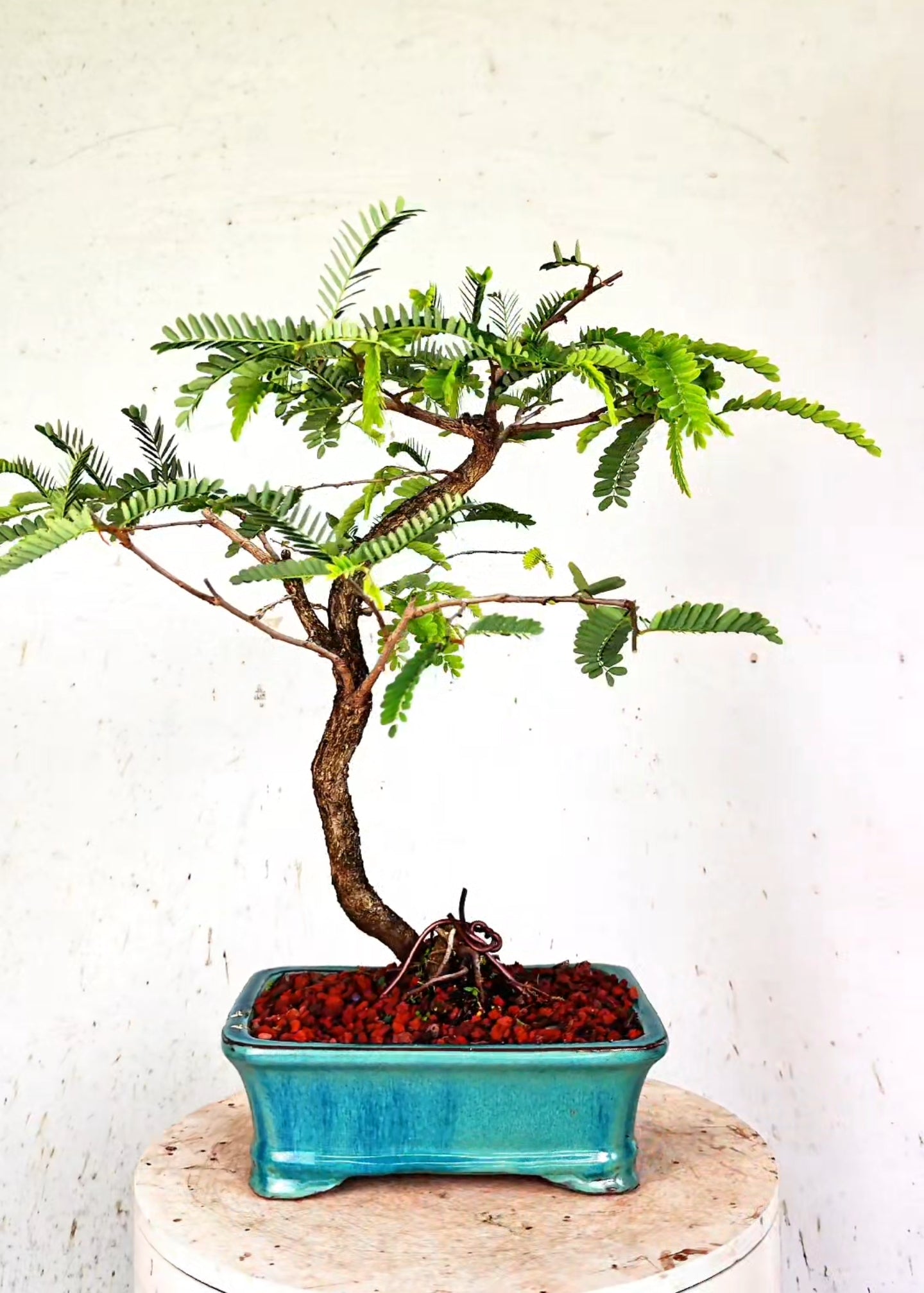 Tamarind Specimen Bonsai - 8 Inch Glazed Bonsai Pot