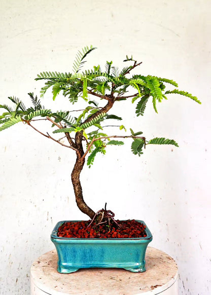 Tamarind Specimen Bonsai - 8 Inch Glazed Bonsai Pot