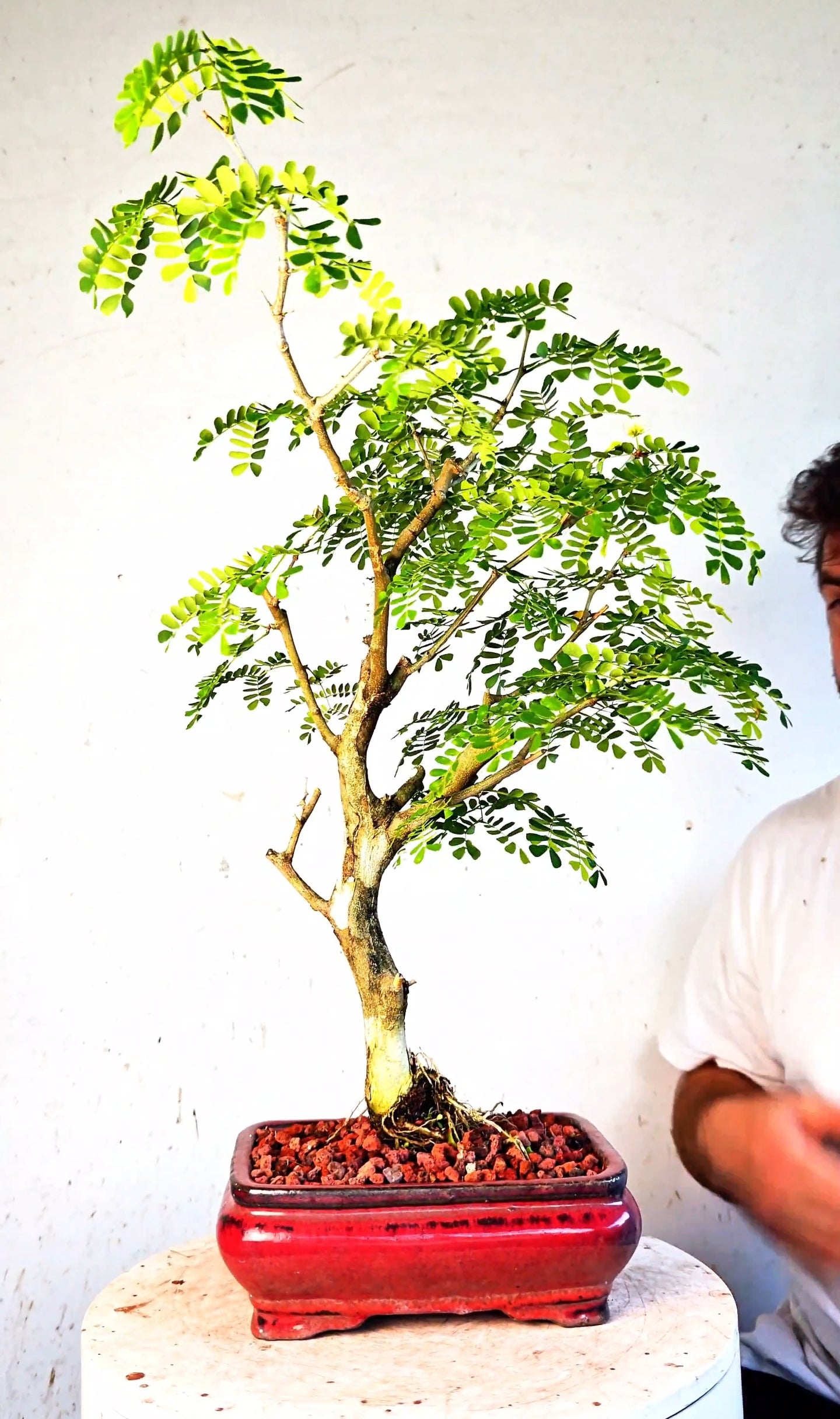 Thornless Flowering Brazilian Rain Tree - 8 Inch Glazed Bonsai Pot