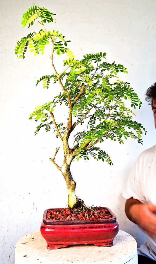 Thornless Flowering Brazilian Rain Tree - 8 Inch Glazed Bonsai Pot