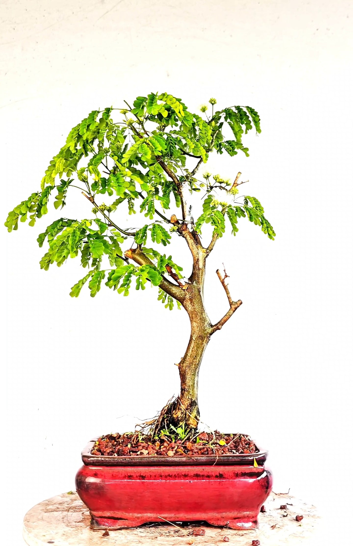 Thornless Flowering Brazilian Rain Tree - 8 Inch Glazed Bonsai Pot