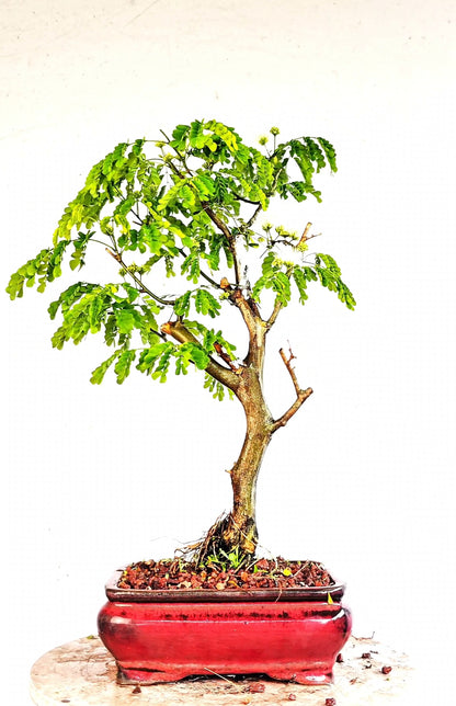 Thornless Flowering Brazilian Rain Tree - 8 Inch Glazed Bonsai Pot