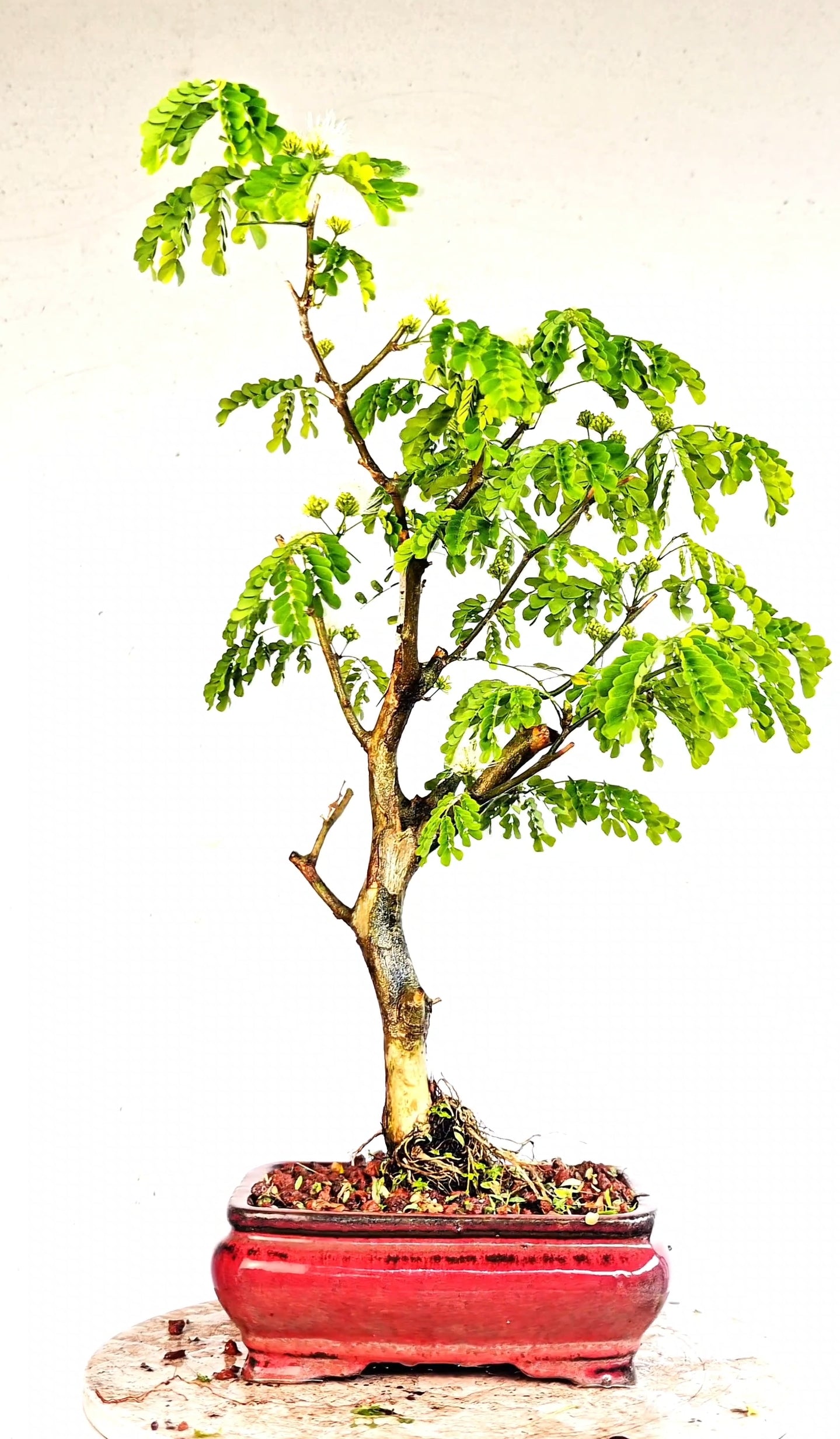 Thornless Flowering Brazilian Rain Tree - 8 Inch Glazed Bonsai Pot