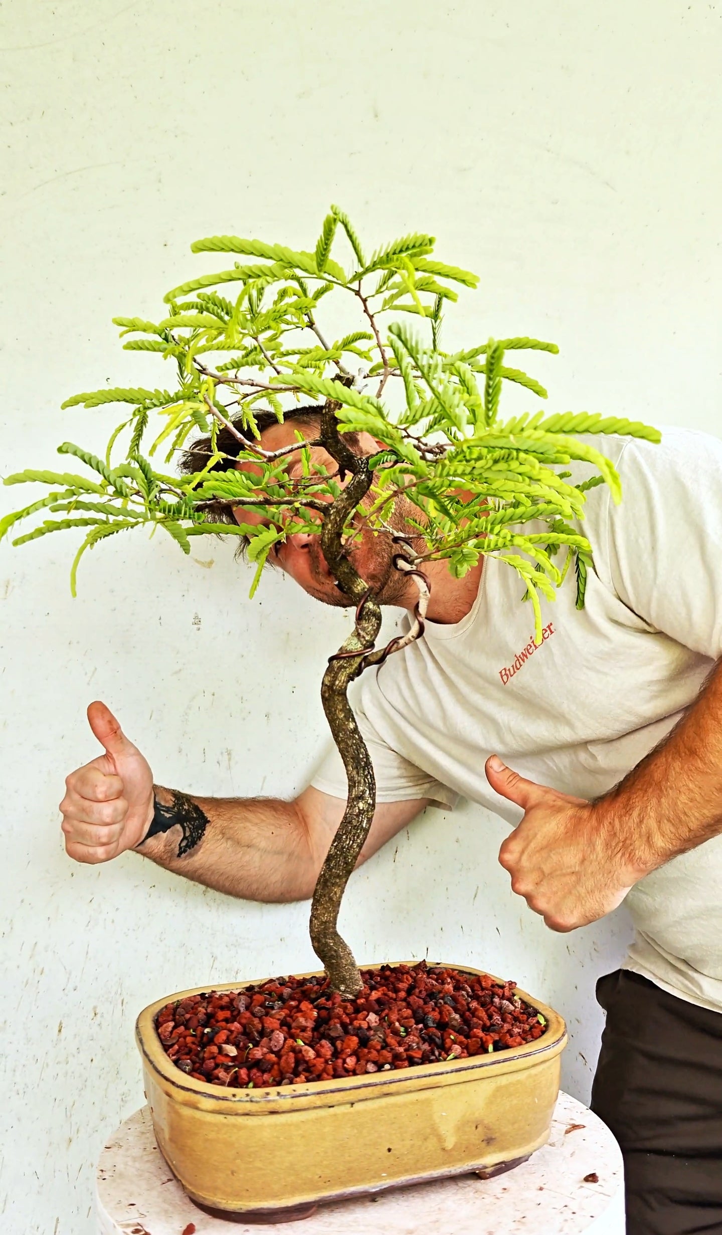 Tamarind Specimen Bonsai - 10 Inch Glazed Bonsai Pot