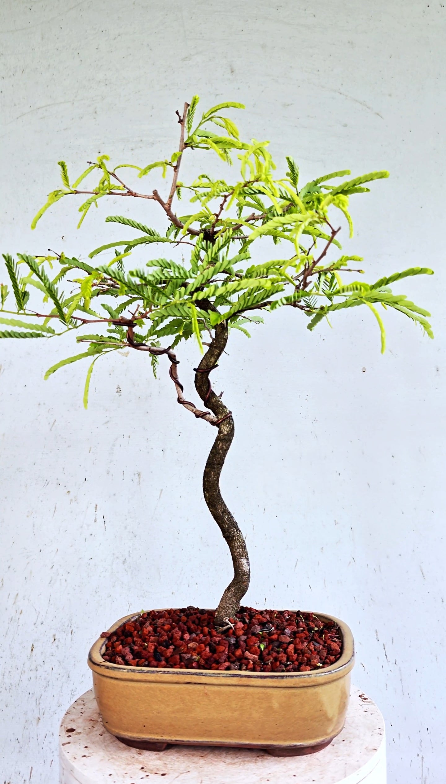 Tamarind Specimen Bonsai - 10 Inch Glazed Bonsai Pot