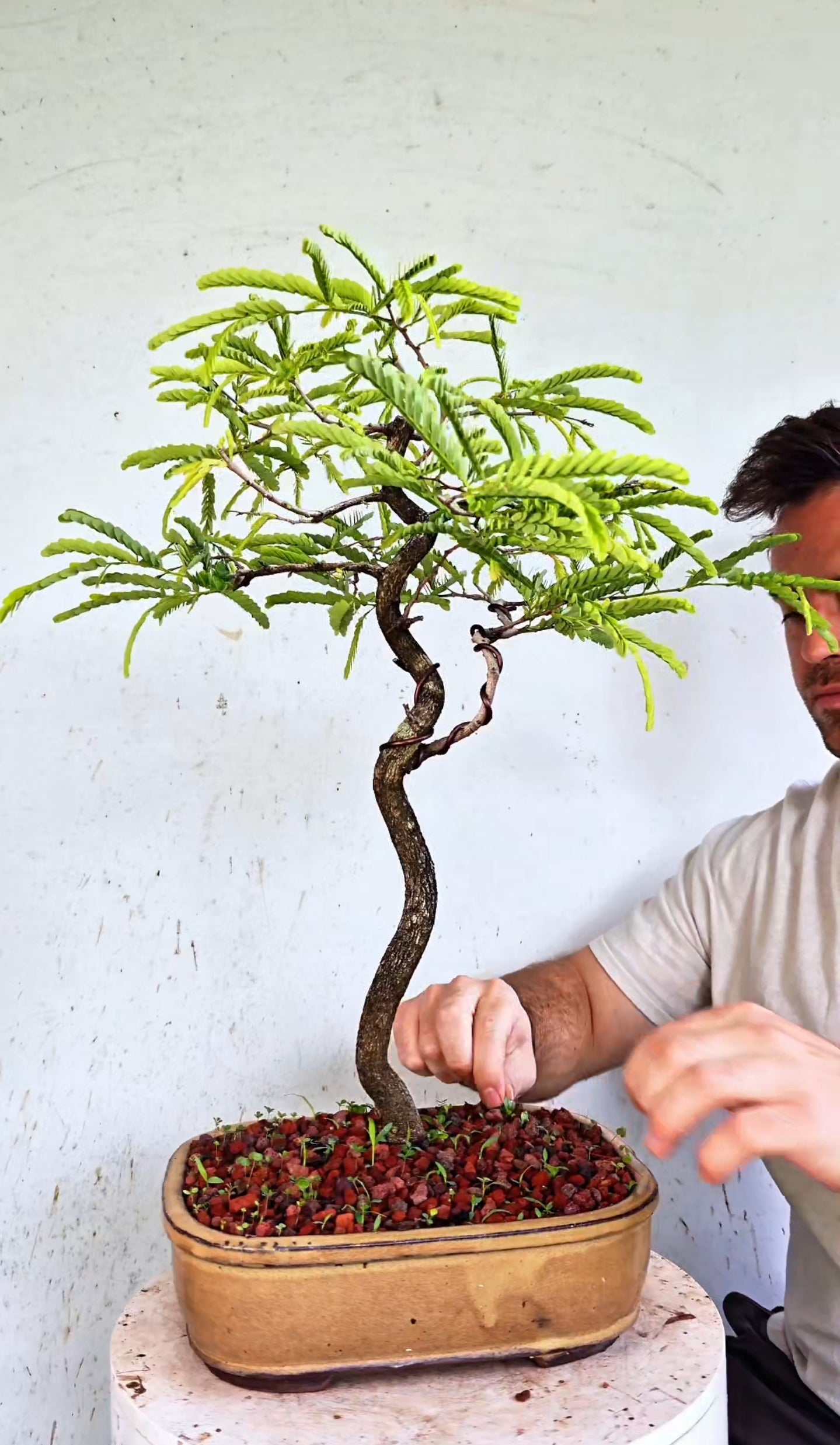 Tamarind Specimen Bonsai - 10 Inch Glazed Bonsai Pot