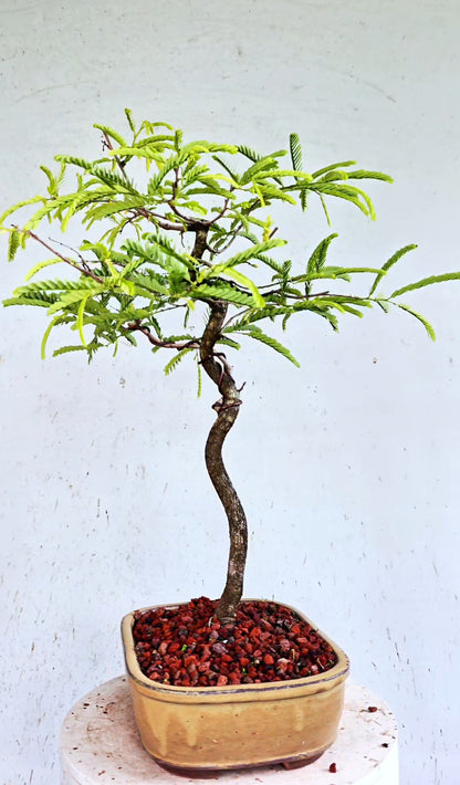 Tamarind Specimen Bonsai - 10 Inch Glazed Bonsai Pot