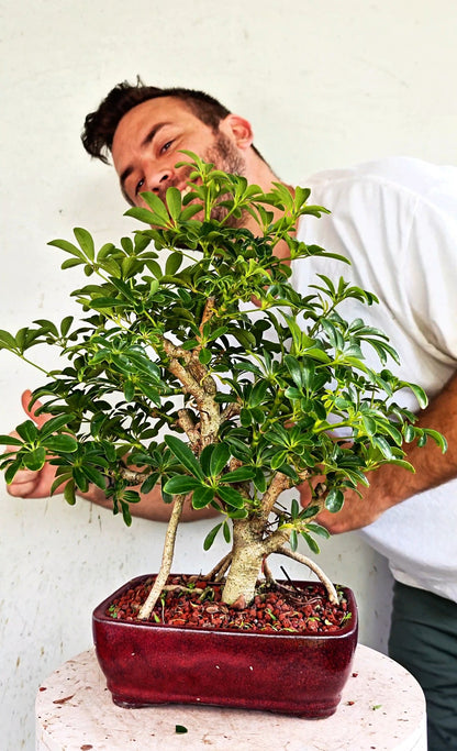 Dwarf Umbrella/Schefflera Bonsai - 6 inch glazed pot