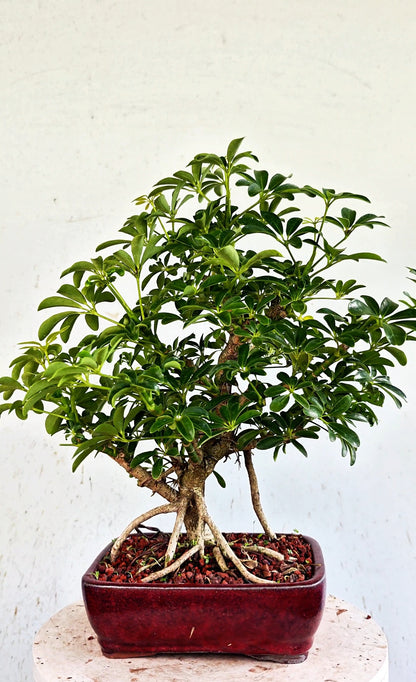 Dwarf Umbrella/Schefflera Bonsai - 6 inch glazed pot