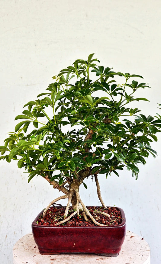 Dwarf Umbrella/Schefflera Bonsai - 6 inch glazed pot