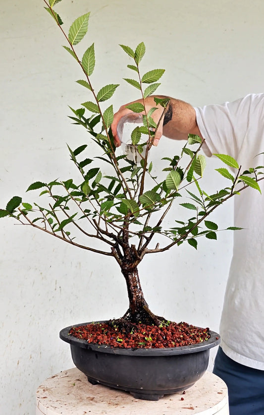American Elm Pre Bonsai - 12 Inch Plastic Pot