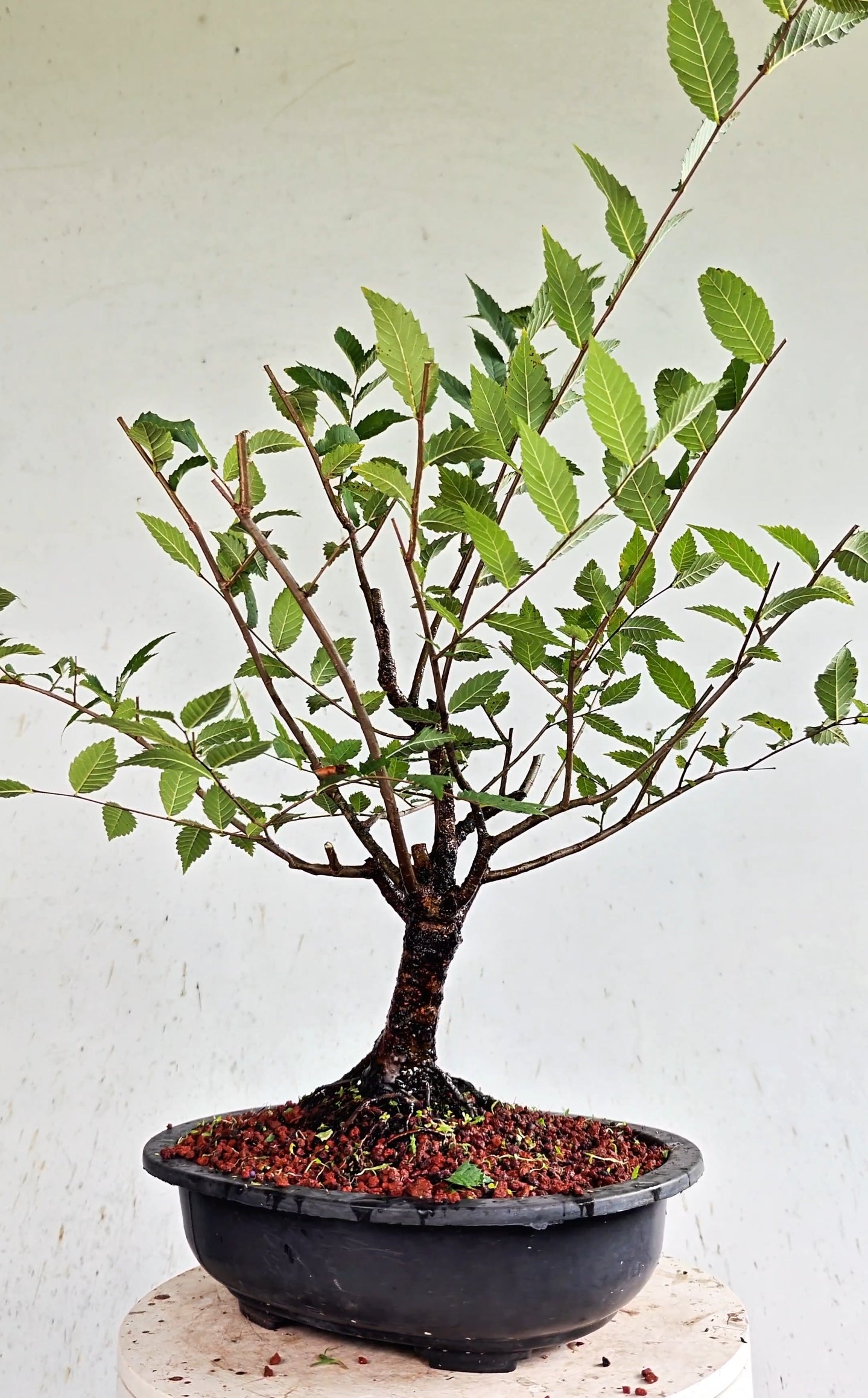 American Elm Pre Bonsai - 12 Inch Plastic Pot