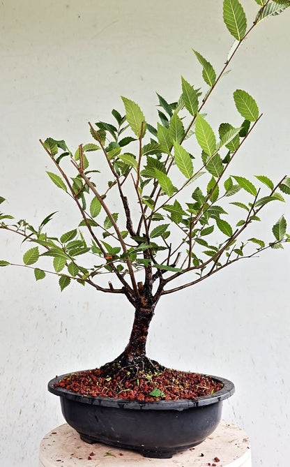 American Elm Pre Bonsai - 12 Inch Plastic Pot