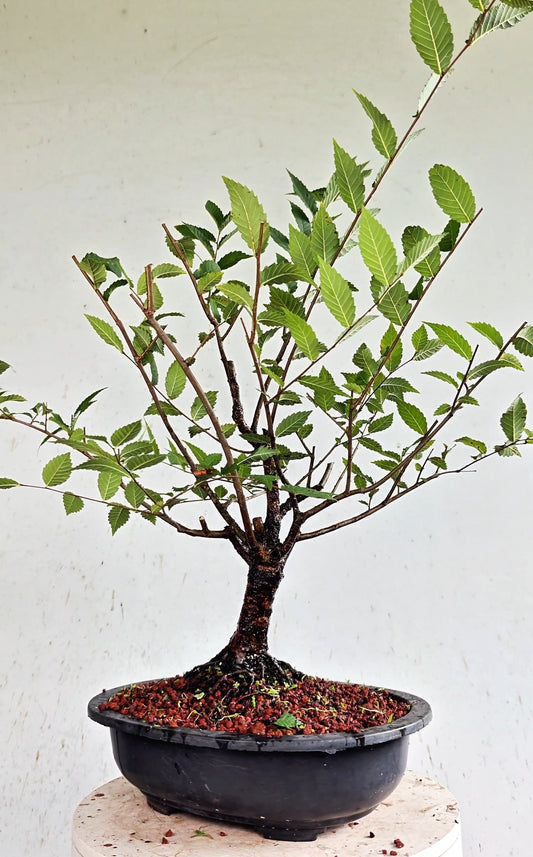 American Elm Pre Bonsai - 12 Inch Plastic Pot