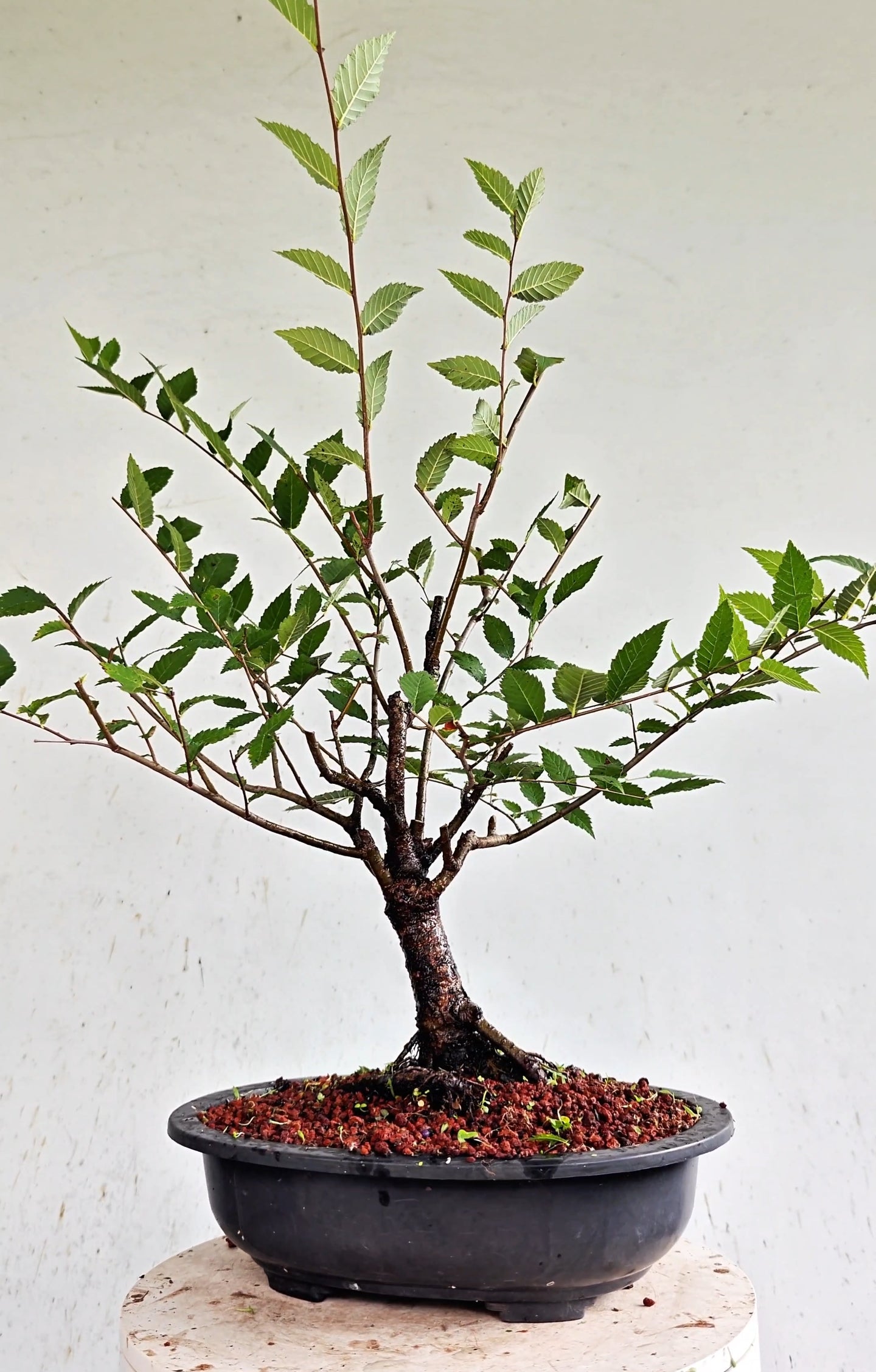 American Elm Pre Bonsai - 12 Inch Plastic Pot