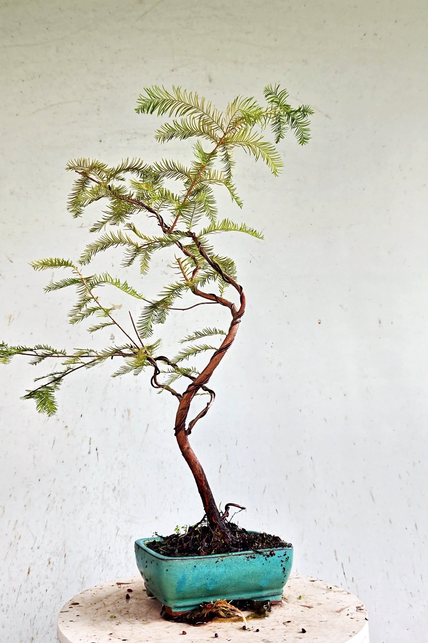 Bald Cyress Windswept Bonsai - 6 inch glazed pot