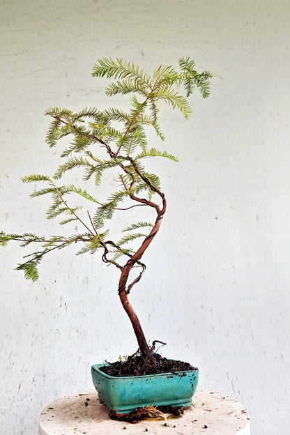Bald Cyress Windswept Bonsai - 6 inch glazed pot