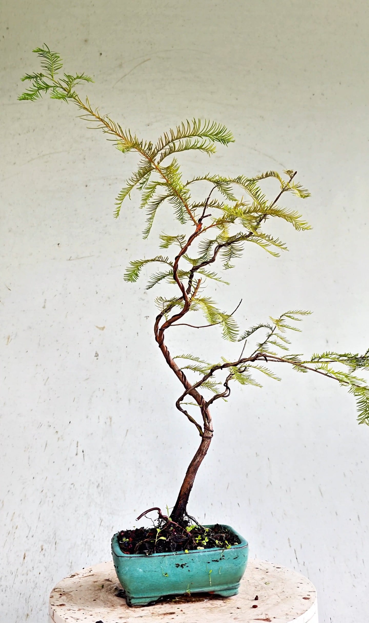 Bald Cyress Windswept Bonsai - 6 inch glazed pot