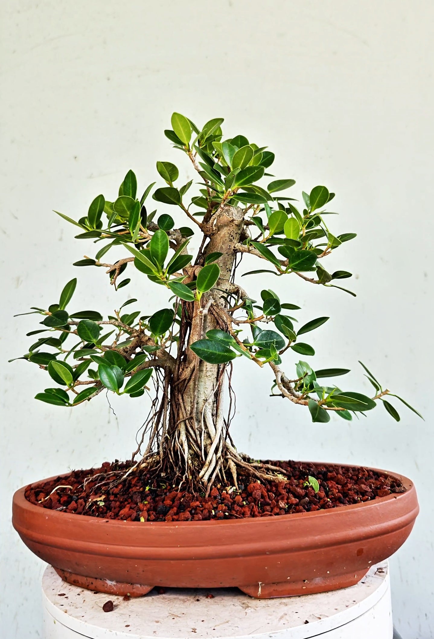 Ficus Microcarpa Specimen - 12 inch Shallow Unglazed Oval