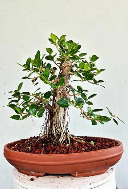 Ficus Microcarpa Specimen - 12 inch Shallow Unglazed Oval