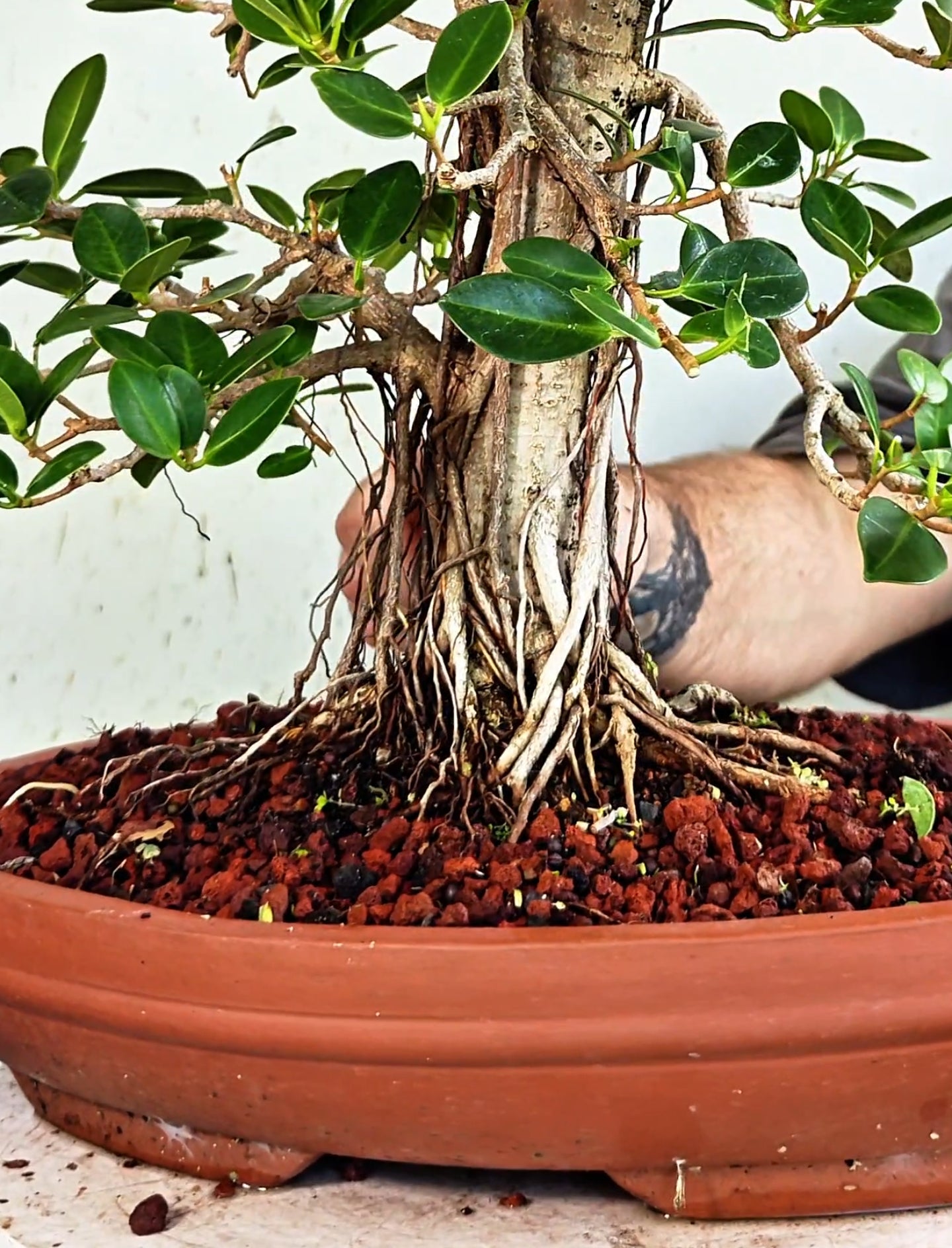 Ficus Microcarpa Specimen - 12 inch Shallow Unglazed Oval
