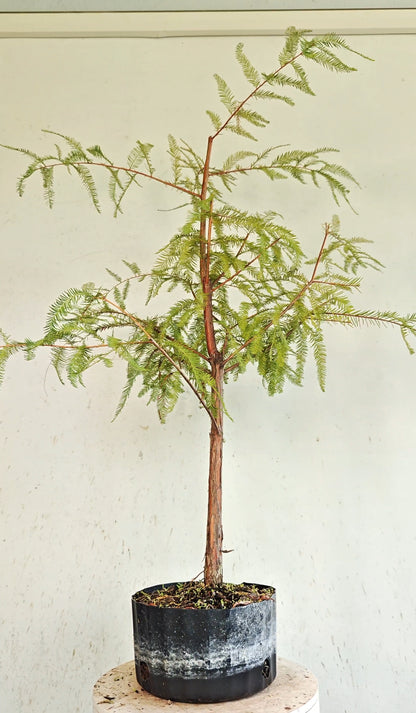 Bald Cyress Pre Bonsai - 8 inch plastic nursery pot