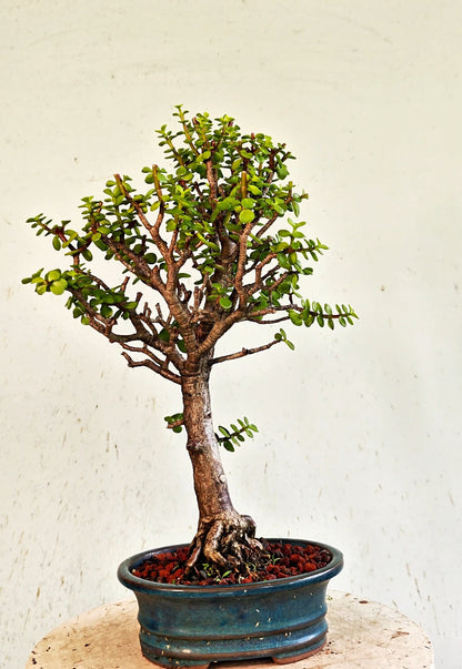 Dwarf Jade  - 8 Inch Glazed Bonsai Pot