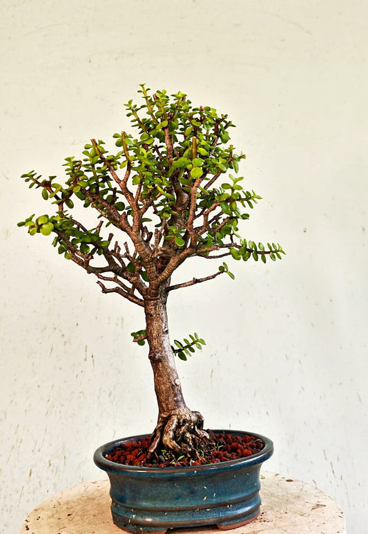 Dwarf Jade  - 8 Inch Glazed Bonsai Pot