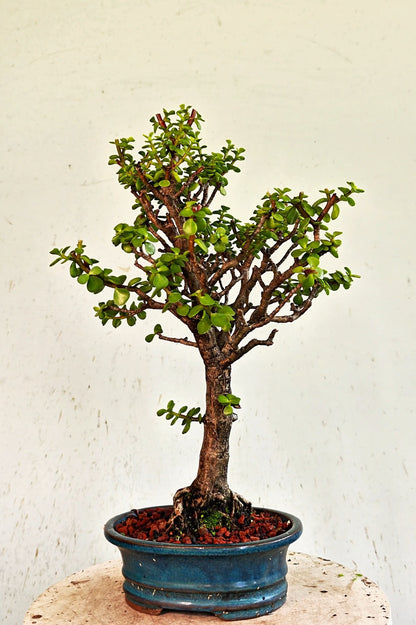 Dwarf Jade  - 8 Inch Glazed Bonsai Pot