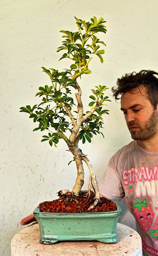 Dwarf Umbrella/Schefflera Bonsai - 8 Inch Glazed Pot