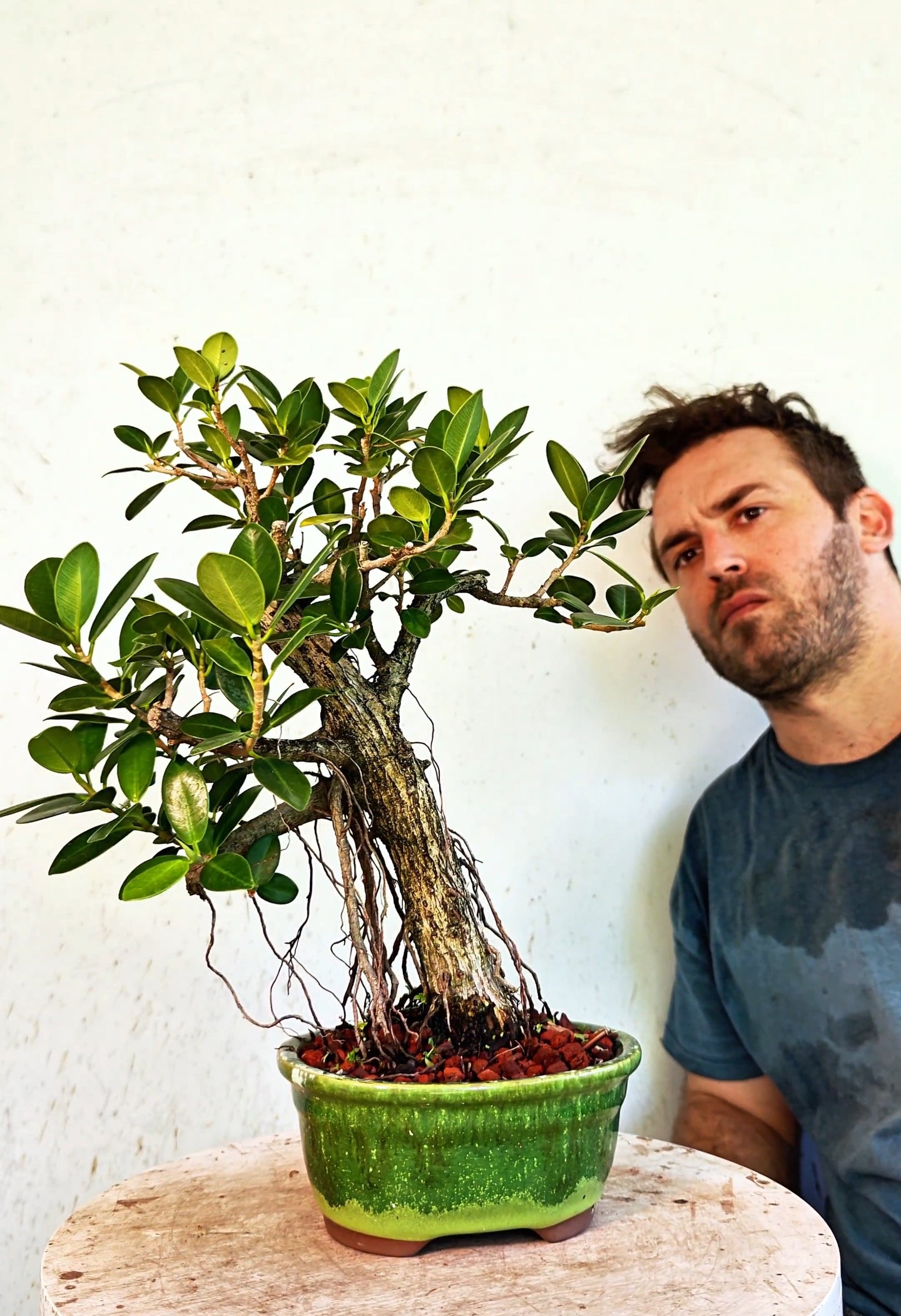 Ficus Microcarpa - 6 inch Glazed Oval