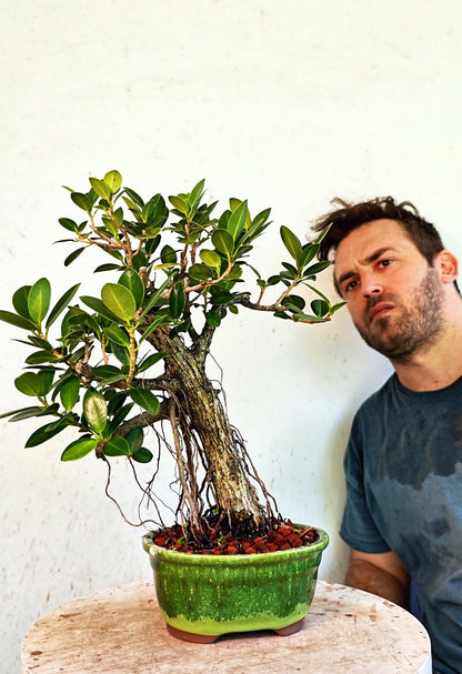 Ficus Microcarpa - 6 inch Glazed Oval