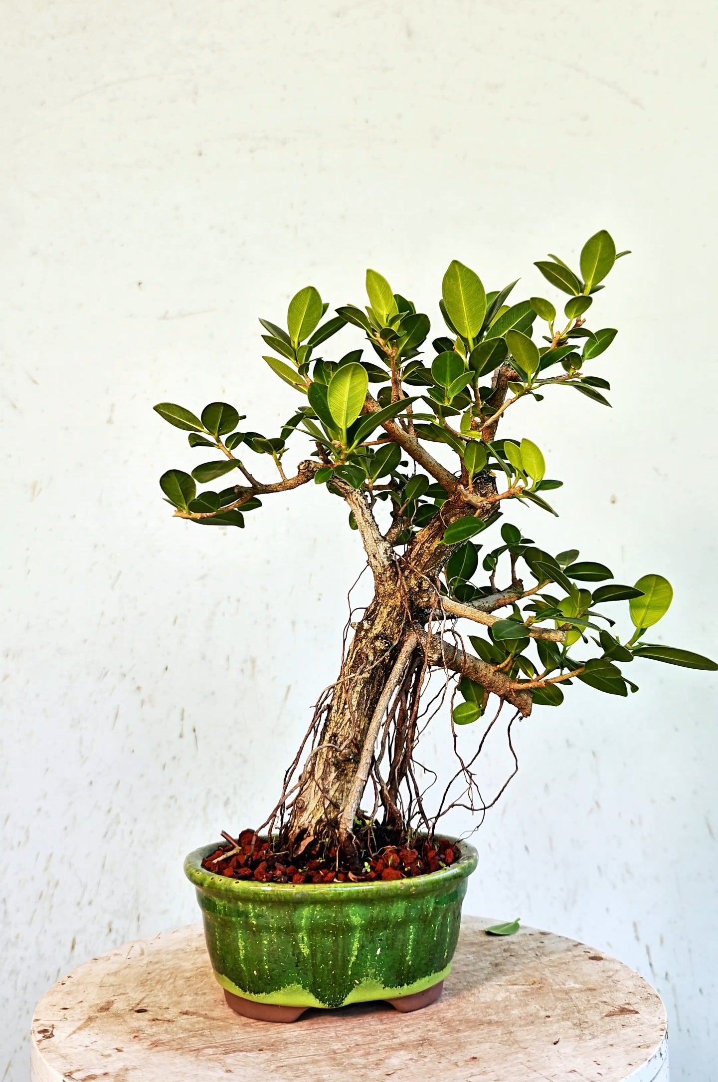 Ficus Microcarpa - 6 inch Glazed Oval