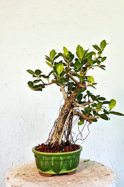 Ficus Microcarpa - 6 inch Glazed Oval
