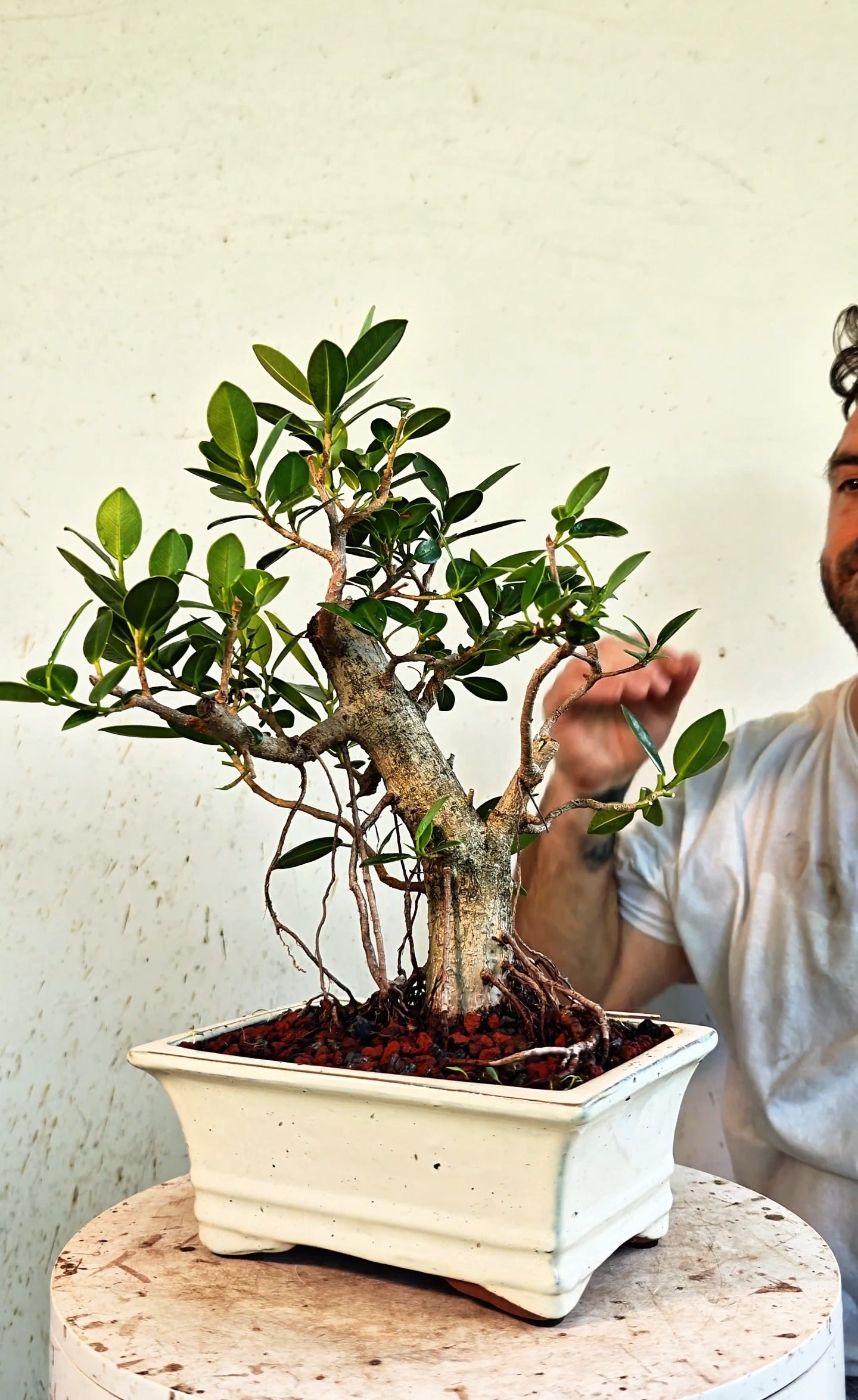 Ficus Microcarpa - 8 inch Glazed Rectangle