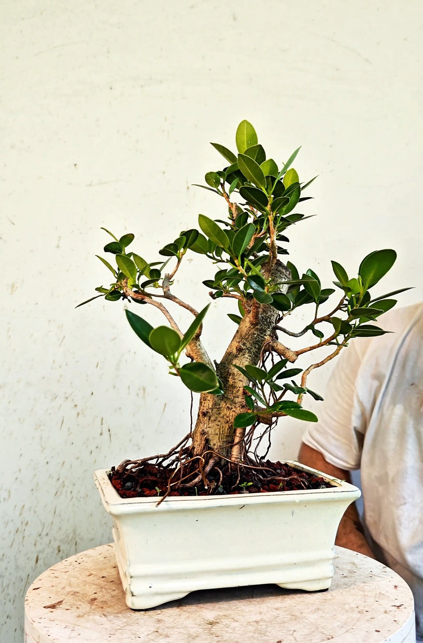 Ficus Microcarpa - 8 inch Glazed Rectangle