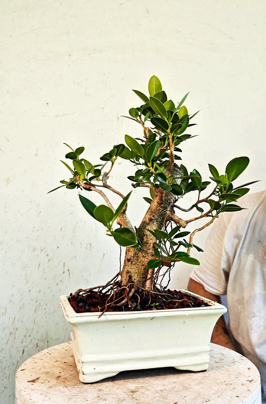 Ficus Microcarpa - 8 inch Glazed Rectangle