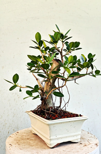 Ficus Microcarpa - 8 inch Glazed Rectangle
