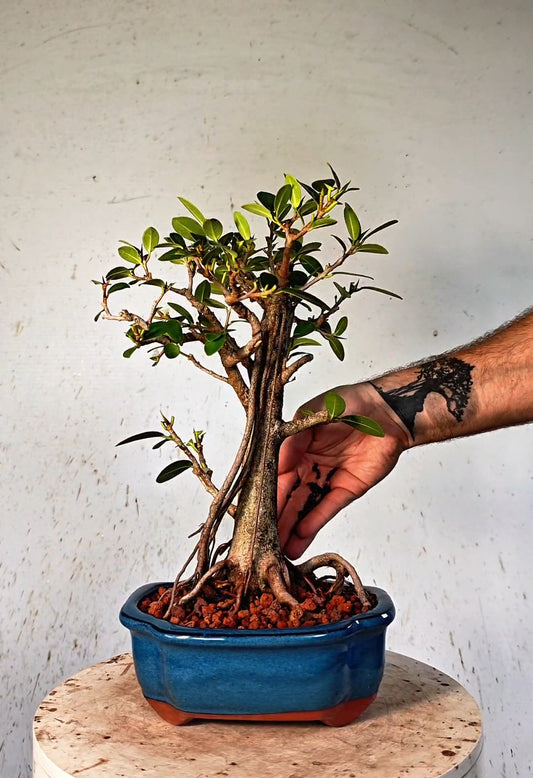 Ficus Microcarpa - 6 inch Glazed Lotus Container