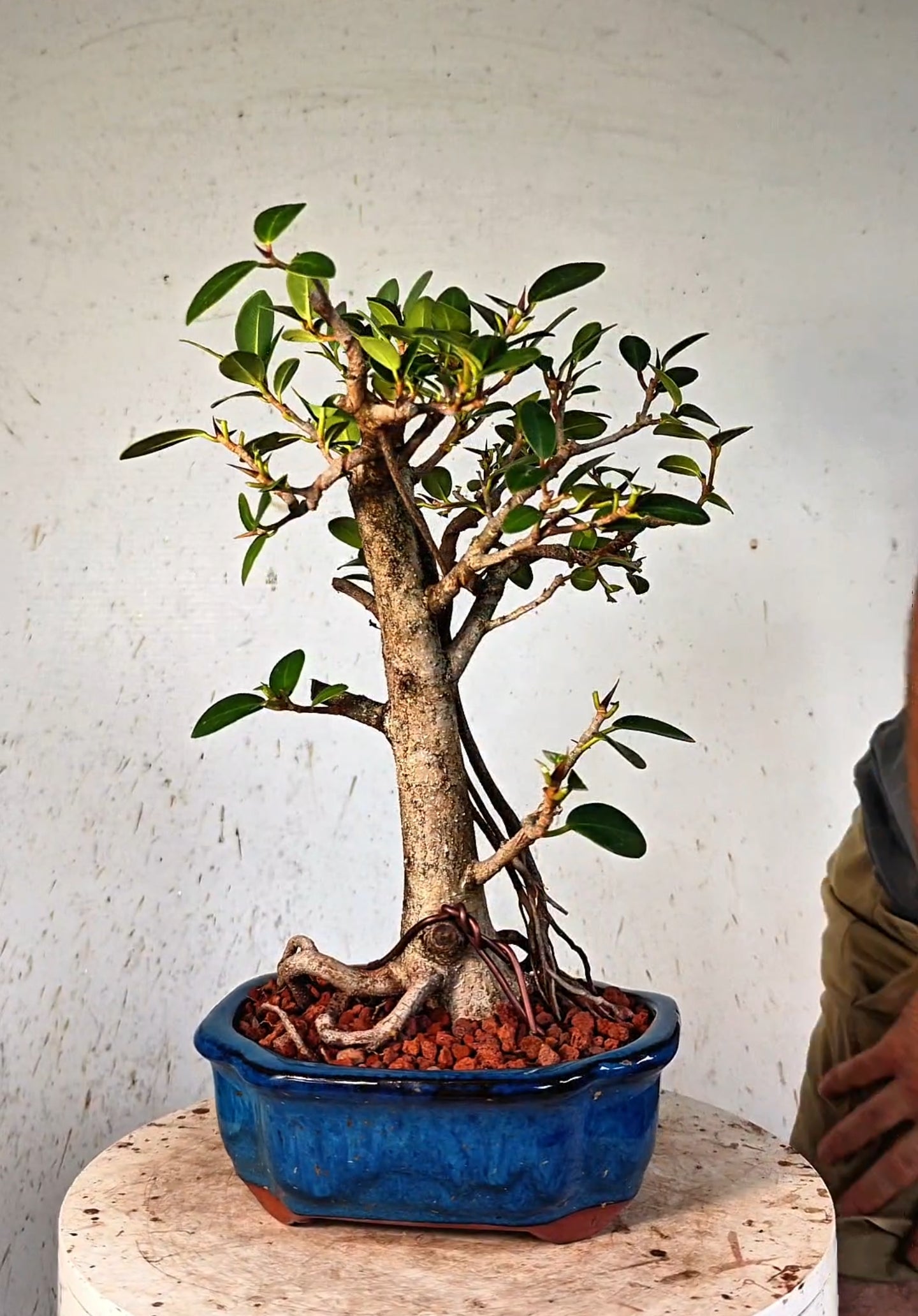 Ficus Microcarpa - 6 inch Glazed Lotus Container