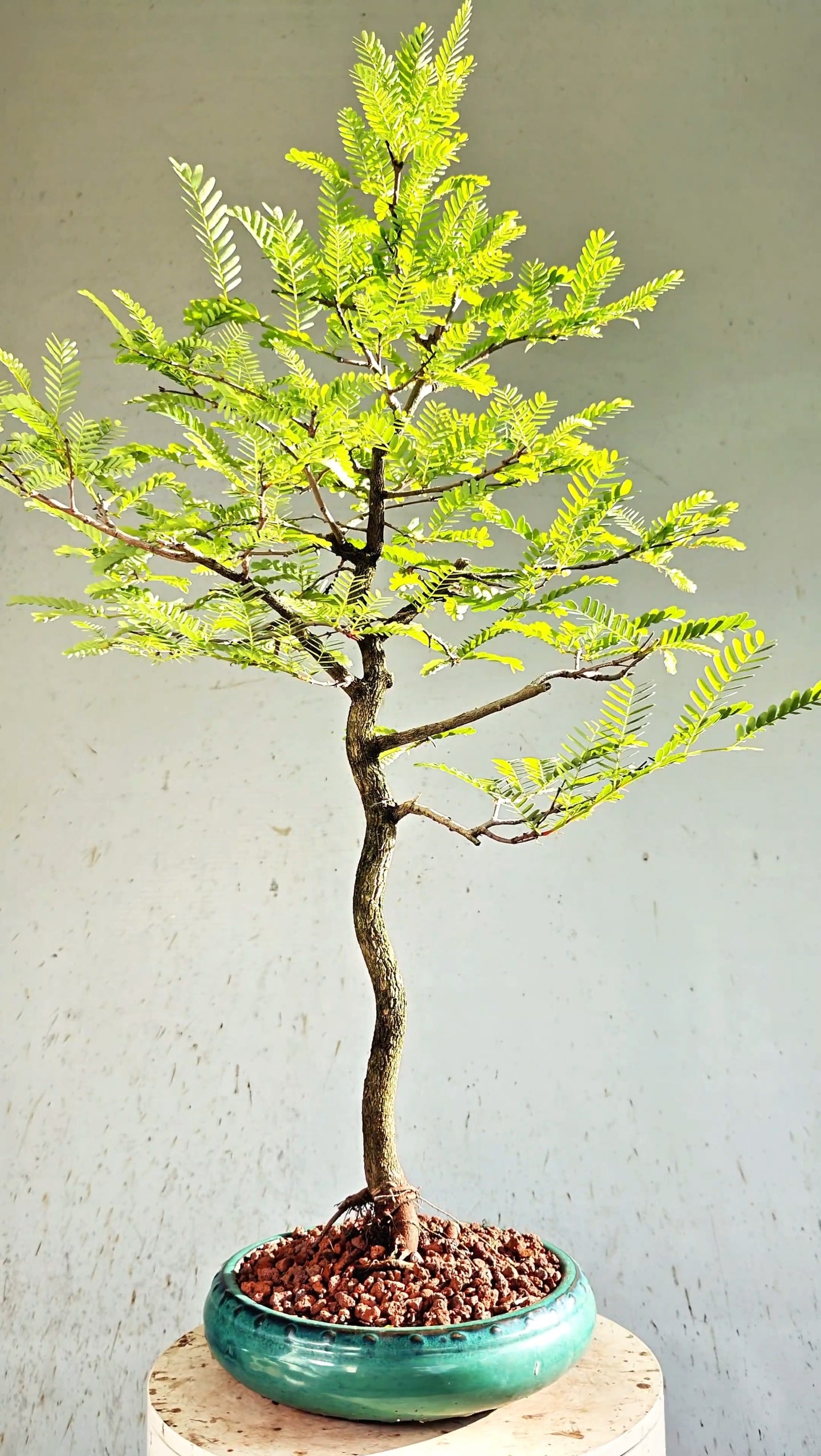 Tamarind Specimen Bonsai - 10 Inch Round Glazed Bonsai Pot