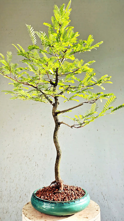 Tamarind Specimen Bonsai - 10 Inch Round Glazed Bonsai Pot