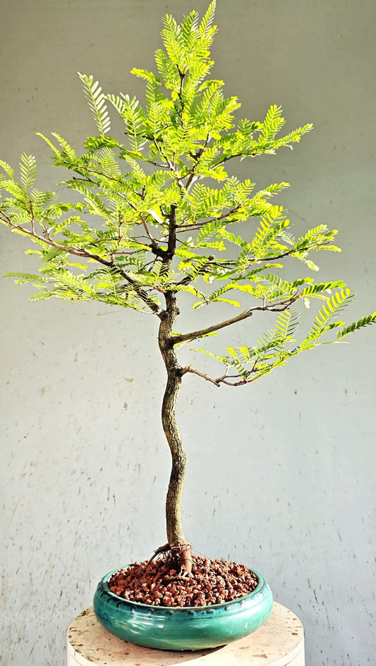 Tamarind Specimen Bonsai - 10 Inch Round Glazed Bonsai Pot