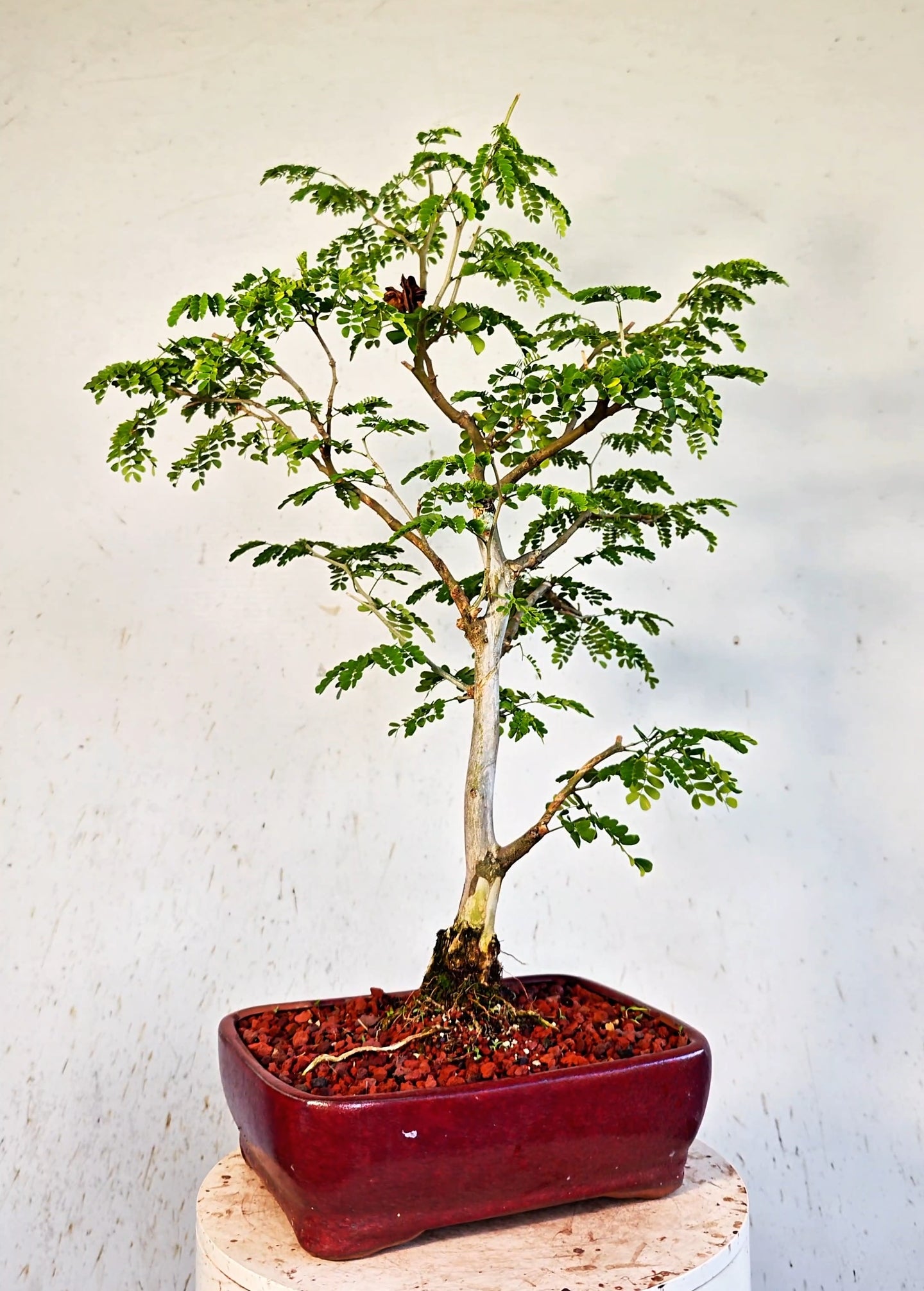 Thornless Flowering Brazilian Rain Tree - 10 Inch Glazed Bonsai Pot