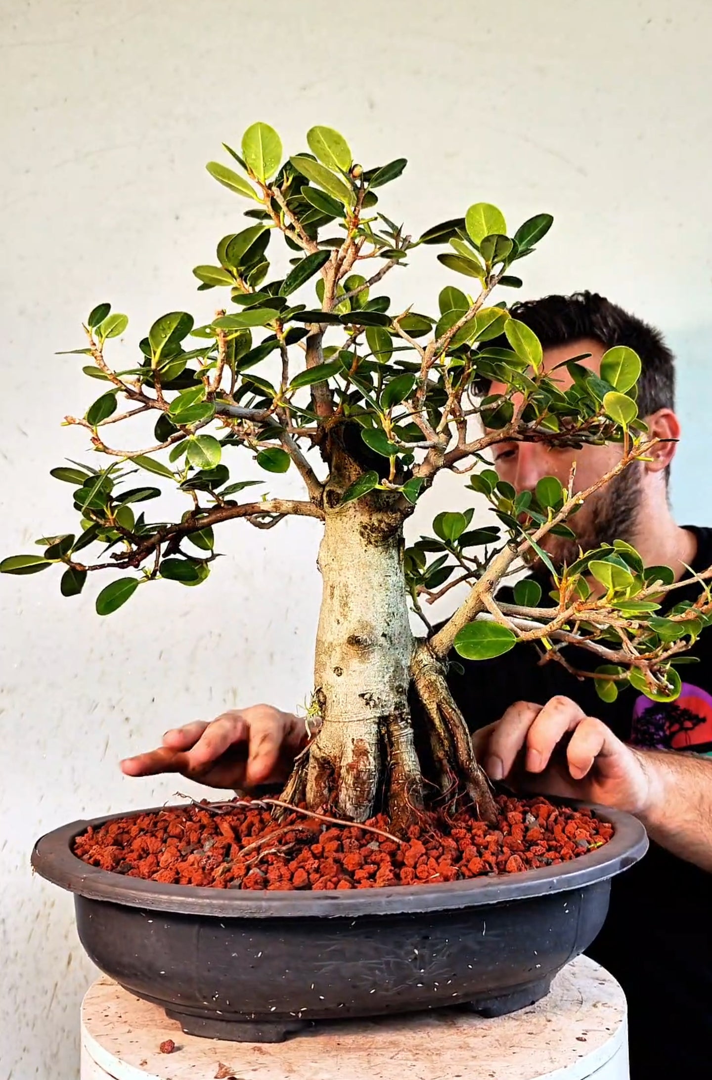 Ficus Microcarpa - 15 inch Plastic Bonsai Pot